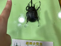-上海大自然野生昆虫馆(东方明珠·爬宠昆虫探索中心)