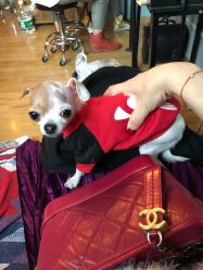 -椿树下·Tattoo纹身工作室