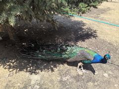 -秦皇岛野生动物园