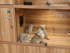 -猫十亿·布偶金渐层·曼基康矮脚猫舍(青年路店)