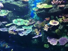 -暹罗海洋世界