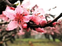 -樂桃源奉贤黄桃种植采摘基地