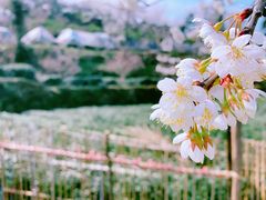 -樱桃山旅游景区