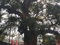 -新安江山水画廊风景区