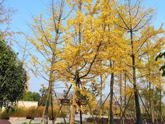 -眉山湿地公园(东坡区)