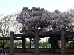 -井之头恩赐公园