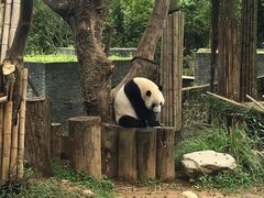 -都江堰中华大熊猫苑
