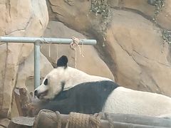 -成都动物园