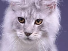 -十年猫舍·猫咪专门店(普陀店)