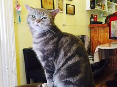 -猫色咖啡·猫咖