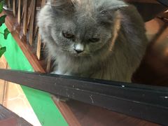 -李小姐の猫咖啡馆(五角场店)
