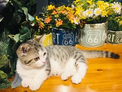 -IFIF 如果花園(宽厚里店)