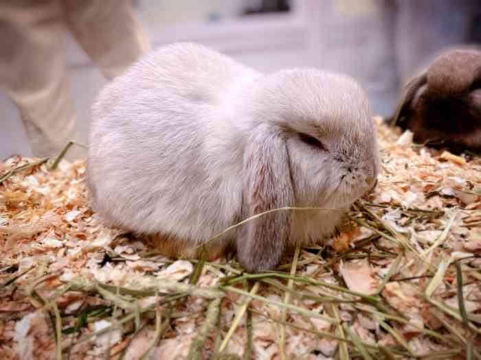 兔窝镇bunnyburrow(龙湖杭州西溪天街店)