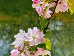 -海棠花溪(元大都城垣遗址公园)