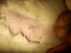 -菲尔斯特宠物医院