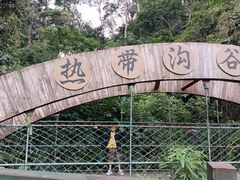 -西双版纳原始森林公园
