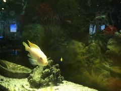 -泰谷酒店·太古码头闽菜自助餐厅