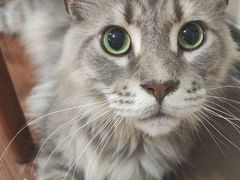-楼上猫咖(罗湖店)