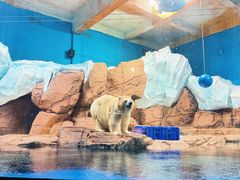 -海合安武汉极地海洋公园