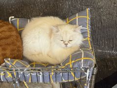 -猫猫幼稚园·撸猫·桌游·电玩