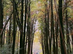 -同里国家湿地公园