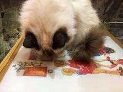 -猫色咖啡·猫咖