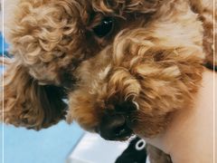 -北京赛佳动物医院