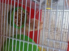 桂林市花鸟市场-桂林市花鸟市场