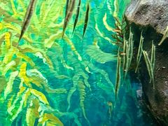 -上海海洋水族馆