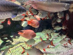 -太平洋海底世界