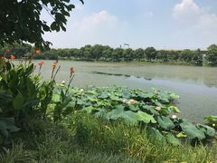 -荷塘月色湿地公园·向阳花洲