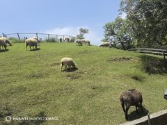 -神户市立六甲山牧场