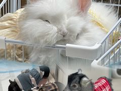 -怪兽屋·羊驼·猫咖·狗咖(俊华广场店)