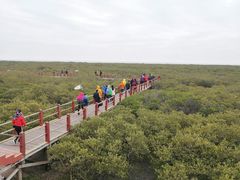 -北海金海湾红树林生态旅游区