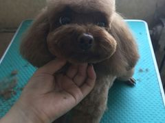 -优缇多格专业宠物美容师培训学校
