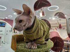 -喵园·猫主题咖啡厅·撸猫·猫咖(国贸店)