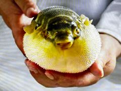 -肆月河豚·新淮扬(金融街店)