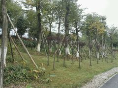 -白鹭湾湿地公园