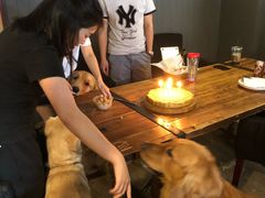 -百好乐宠物友好餐厅(朝外大街店)