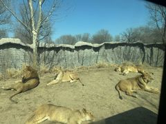 -北京野生动物园