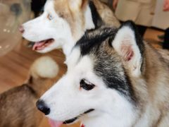 -Husky Go! 哈士奇体验馆·宠物咖啡厅狗咖