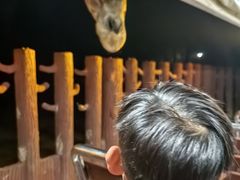 -清迈夜间动物园