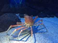 -上海海洋水族馆