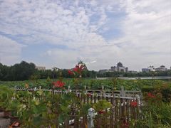 -莲花池公园