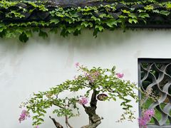 -上海醉白池公园