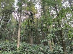 -潜山国家森林公园