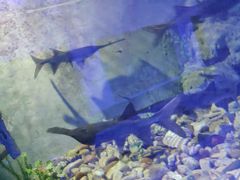 -东方巨龟苑景区