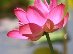 -野鸭湖国家湿地公园