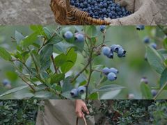 -金谷域澳洲庄园