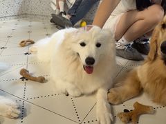 -毛绒耶耶撸宠馆·猫咖·狗咖·荷兰猪咖